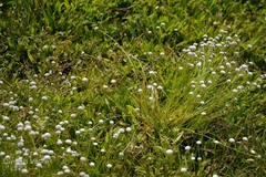 Eriocaulon sharmae